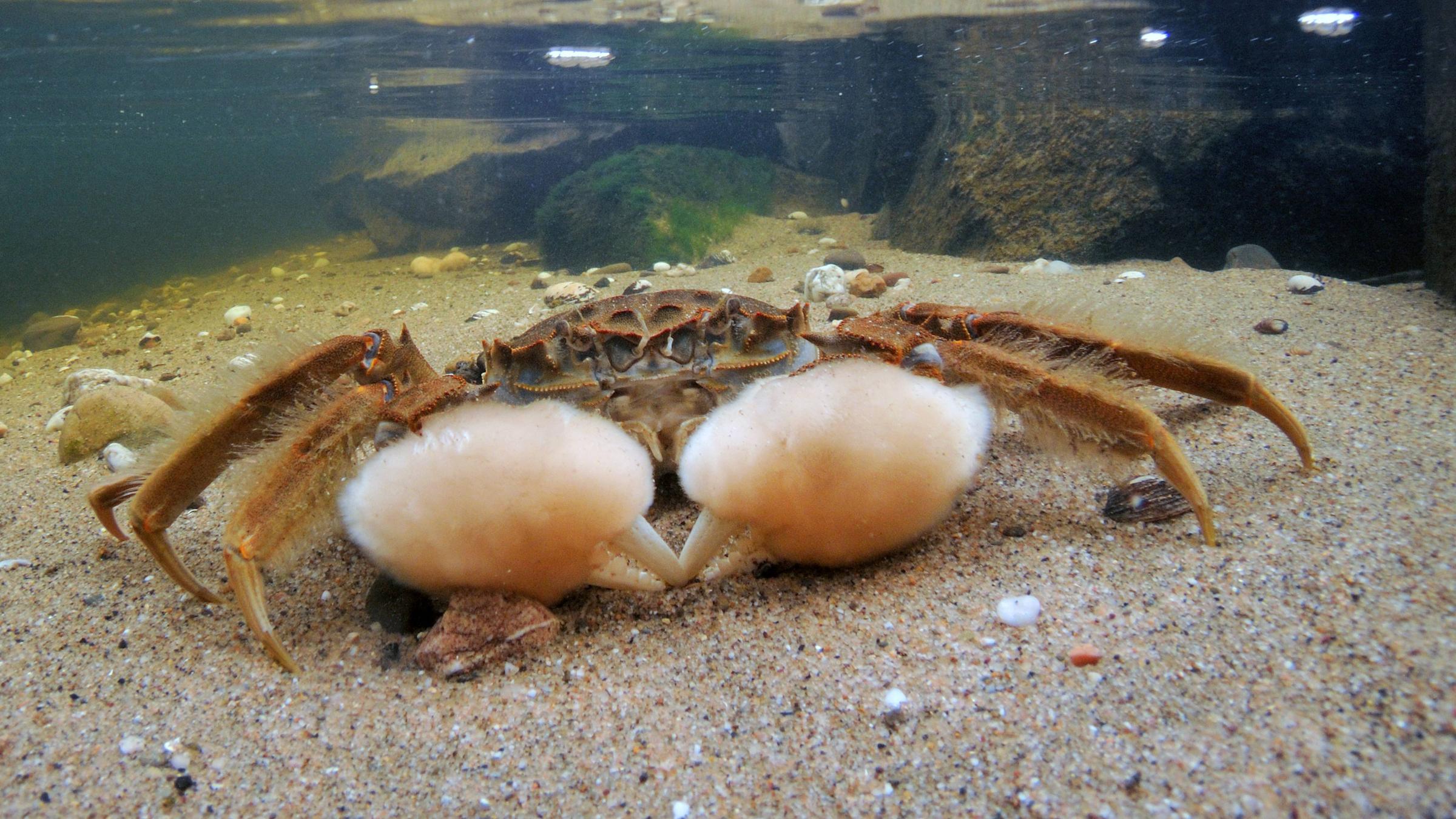 Chinesische Wollhandkrabbe