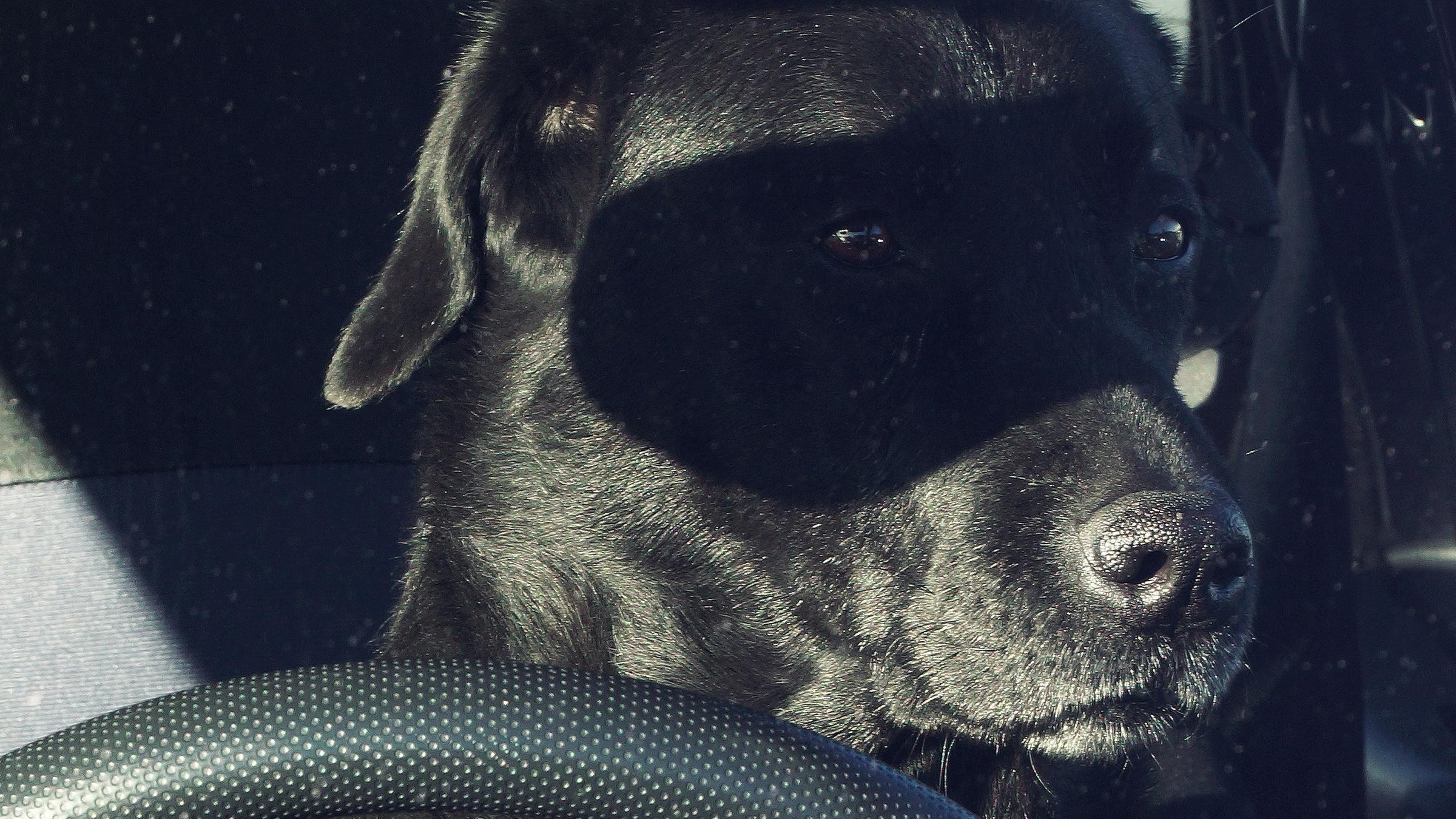Ein Hund am Steuer mit Zorro-Maske (Schatten)