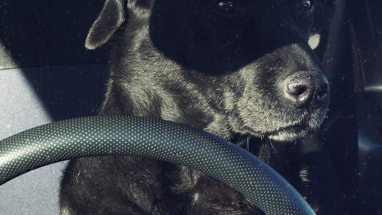 Ein Hund am Steuer mit Zorro-Maske (Schatten)