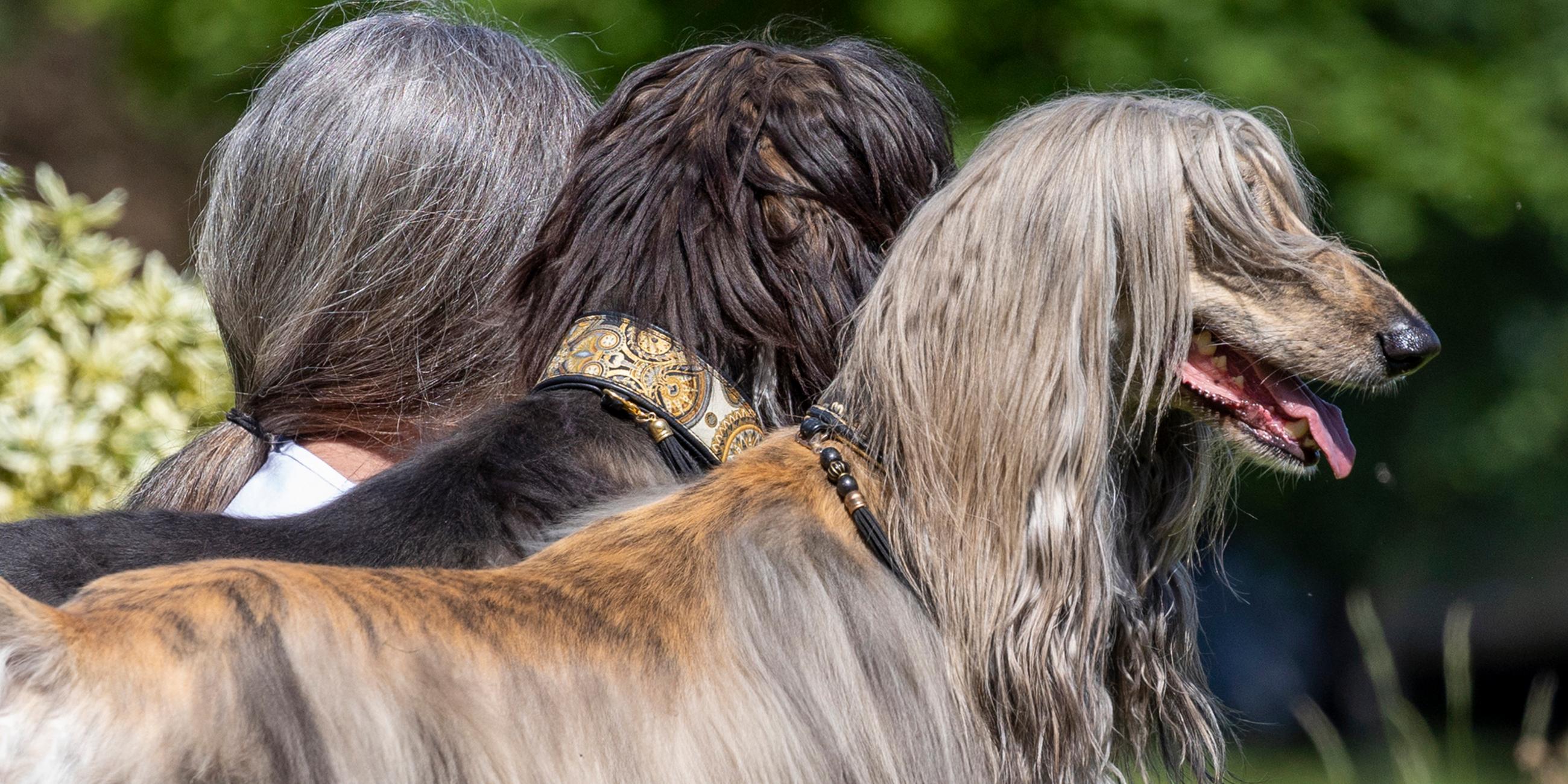 Hund und Herrchen haben die gleiche Frisur