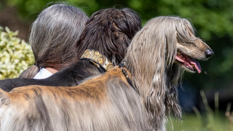 Hund und Herrchen haben die gleiche Frisur