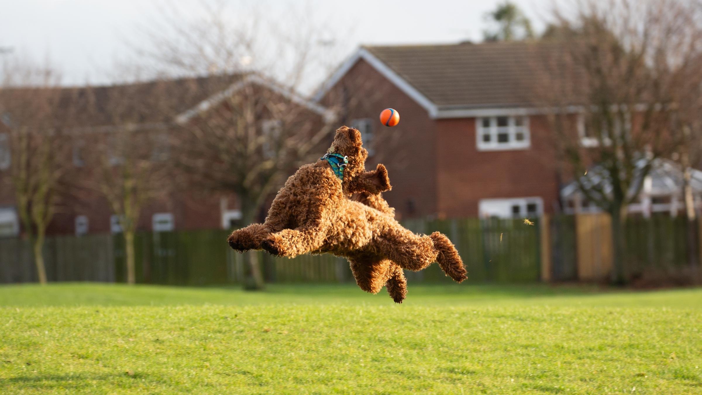 Ein Hund springt hoch, um einen Ball zu fangen
