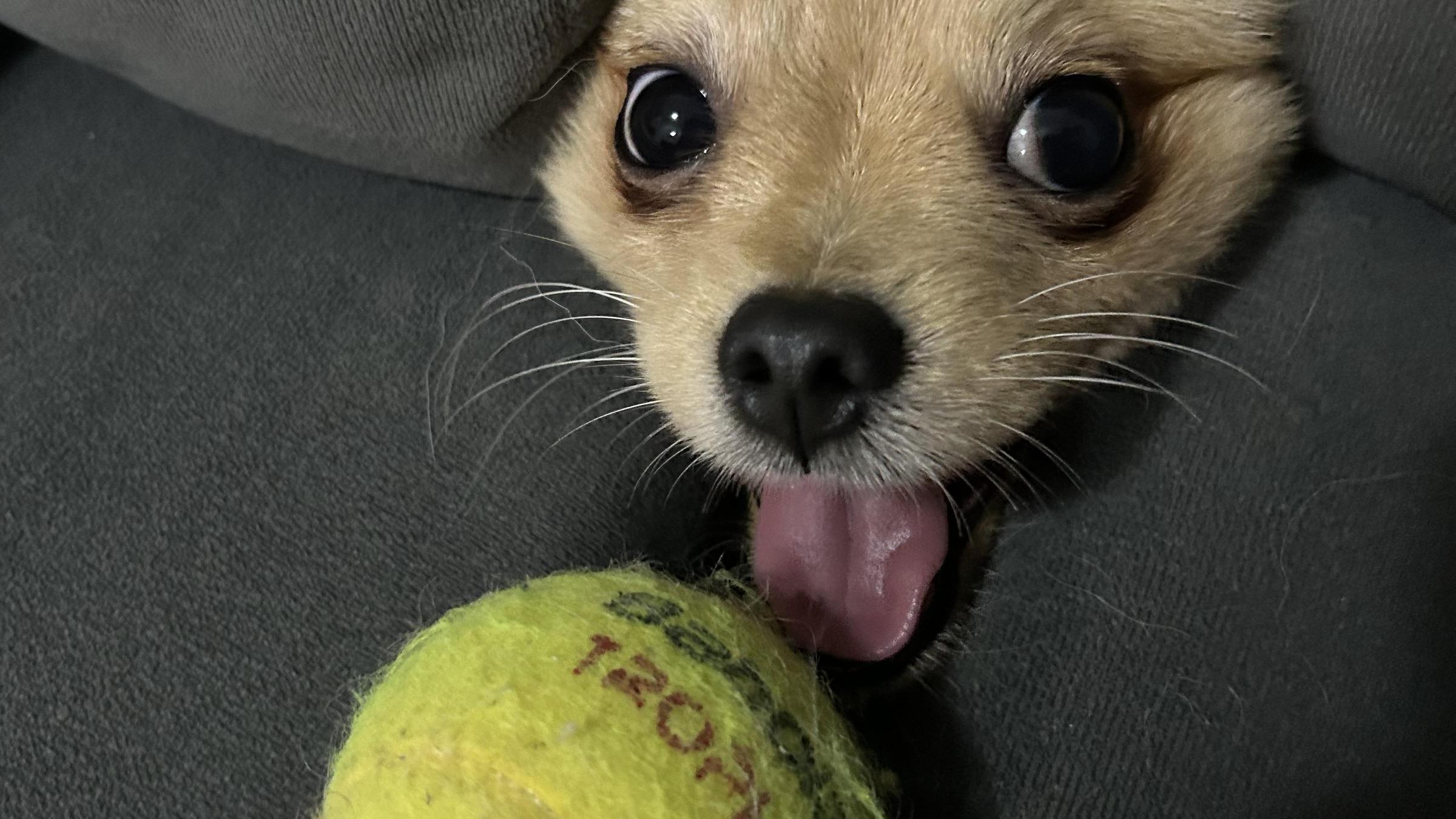 Ein Hund steckt seine Kopf durch ein Sofakissen