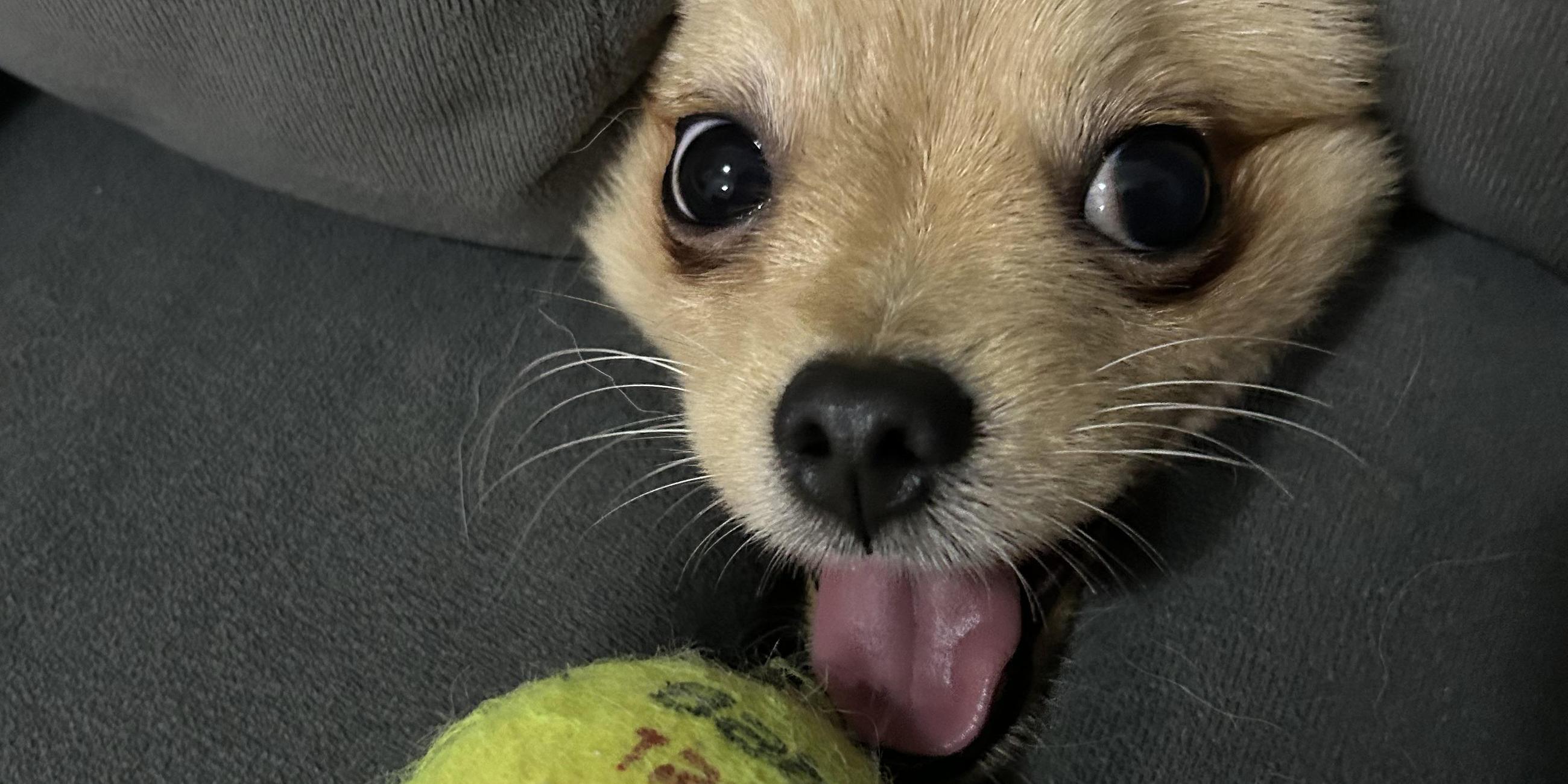 Ein Hund steckt seine Kopf durch ein Sofakissen