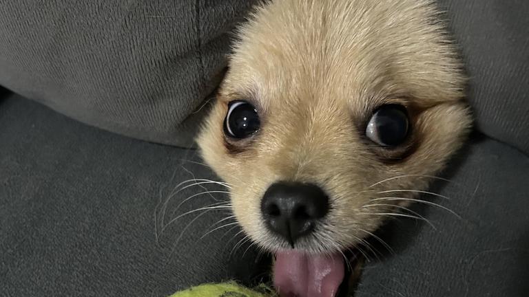 Ein Hund steckt seine Kopf durch ein Sofakissen