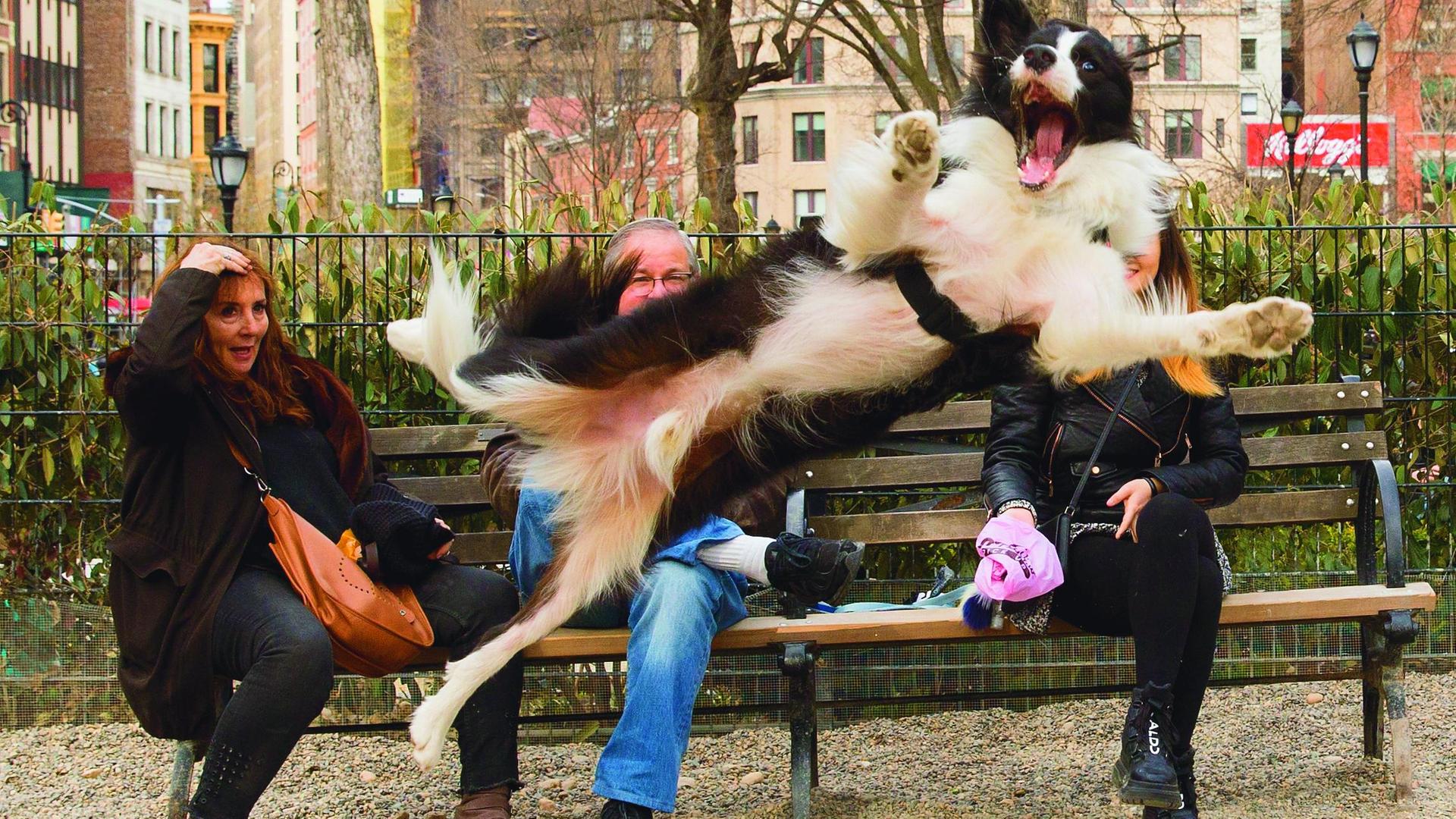 Ein Hund springt bellend durchs Bild