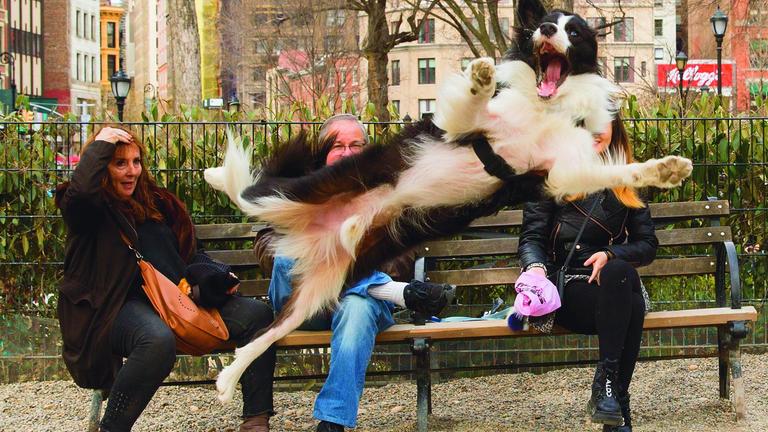 Ein Hund springt bellend durchs Bild
