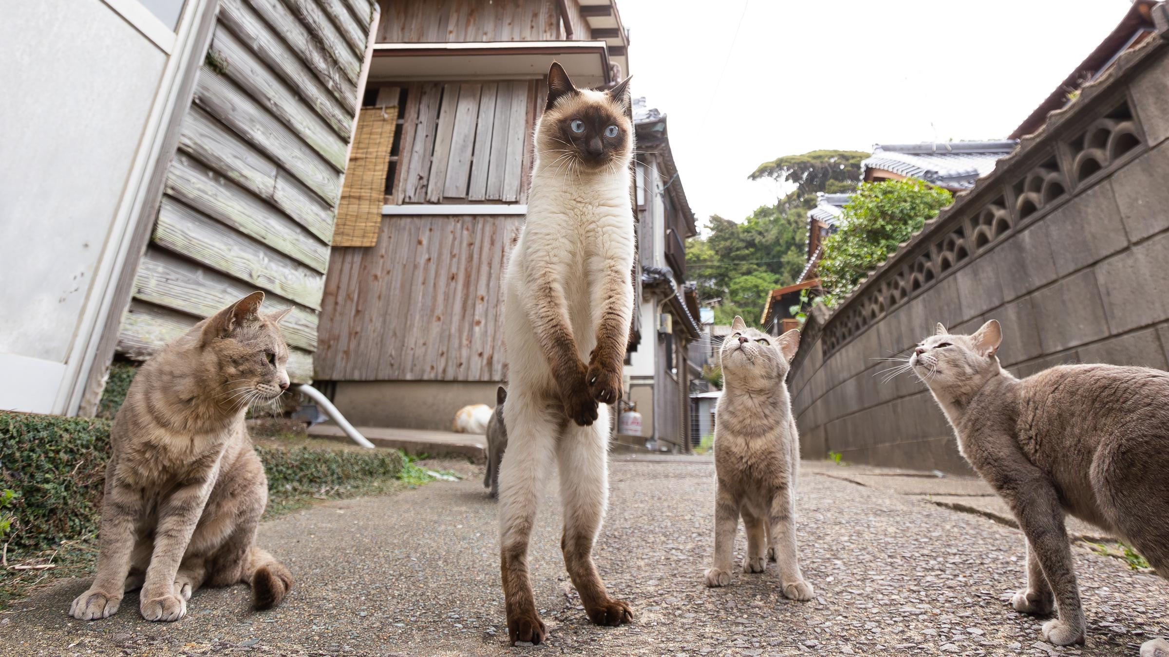 Katze steht auf zwei Beinen und wird von anderen Katzen beobachtet