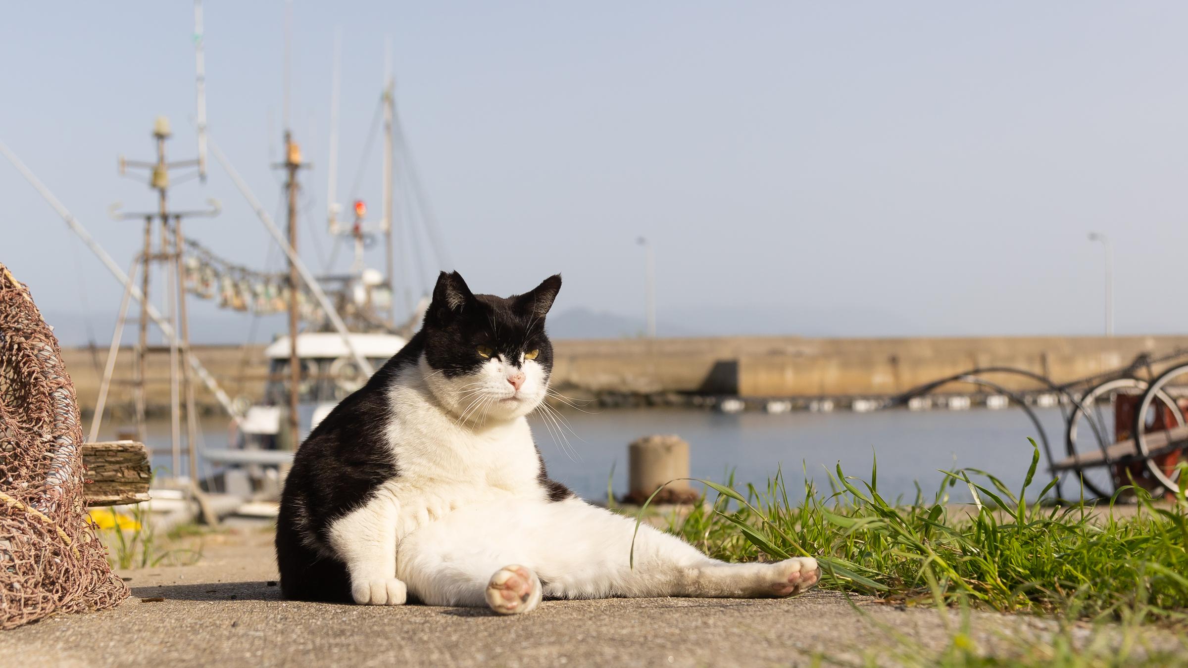 Eine Katze sitzt und guckt grimmig an einem Hafen