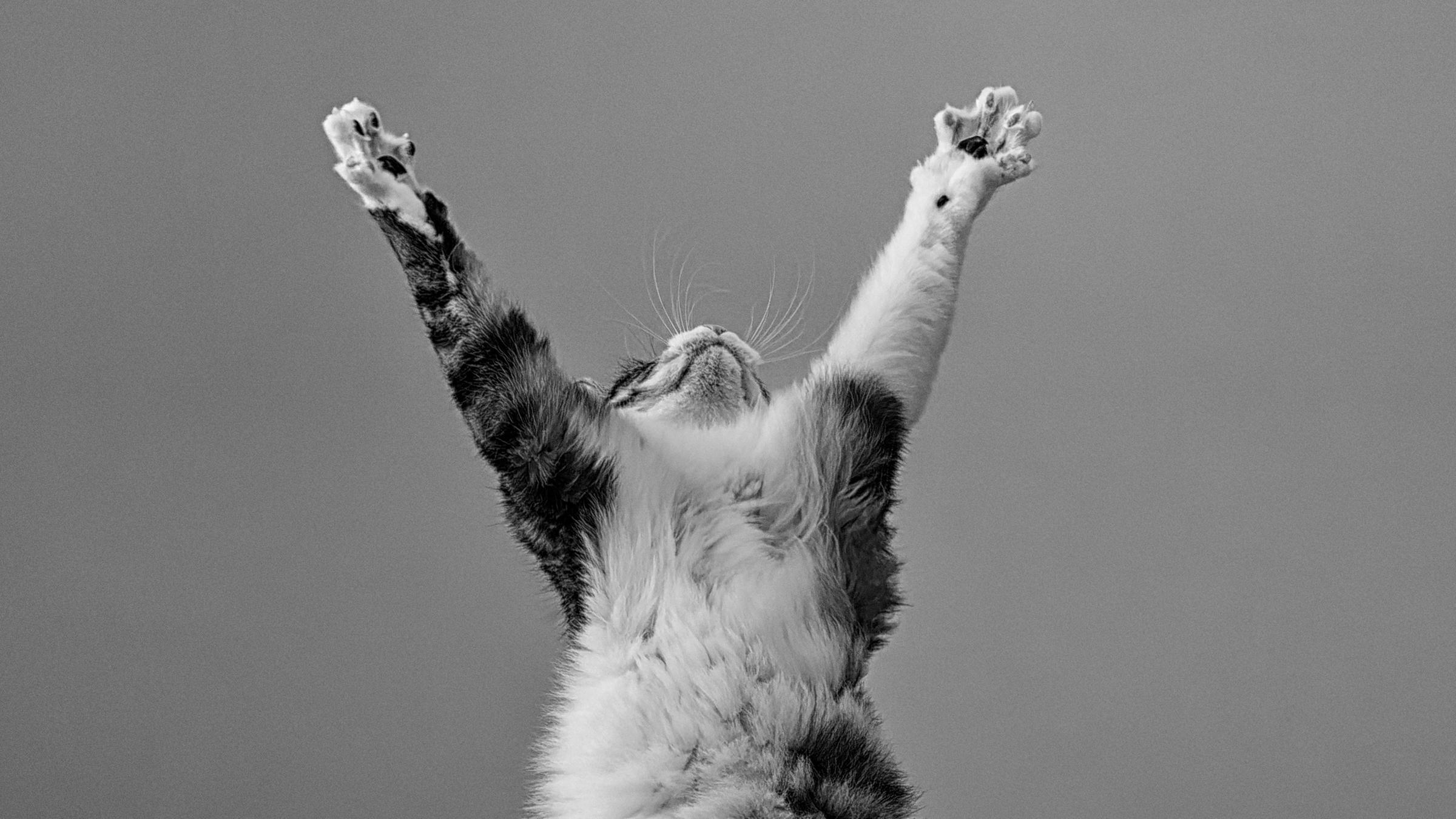 Eine Katze streckt sich auf zwei Beinen