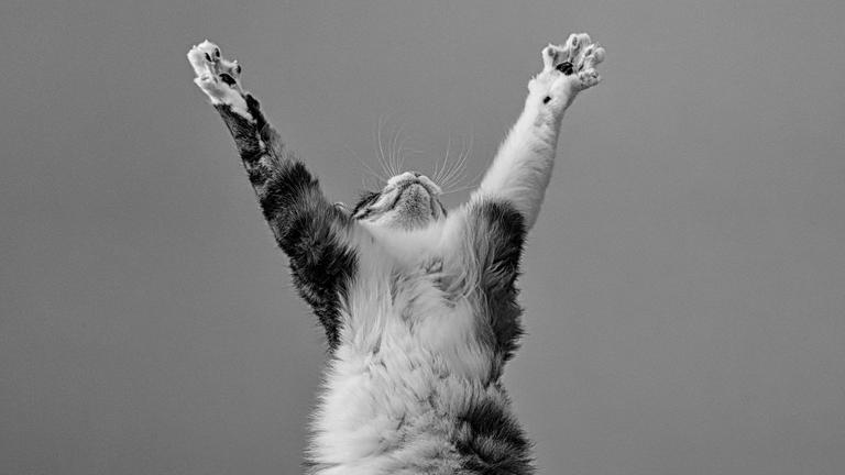 Eine Katze streckt sich auf zwei Beinen
