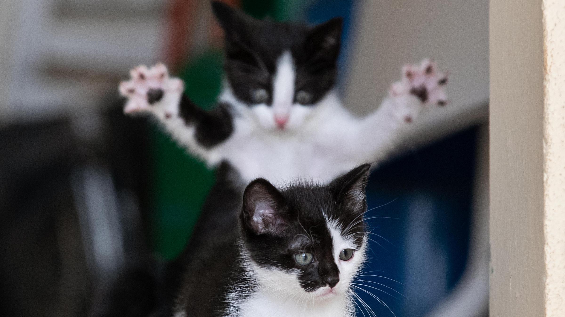 Zwei Katzen schauen aus dem Fenster