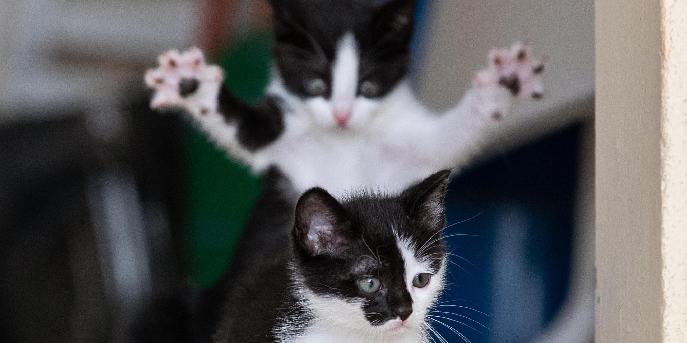 Zwei Katzen schauen aus dem Fenster
