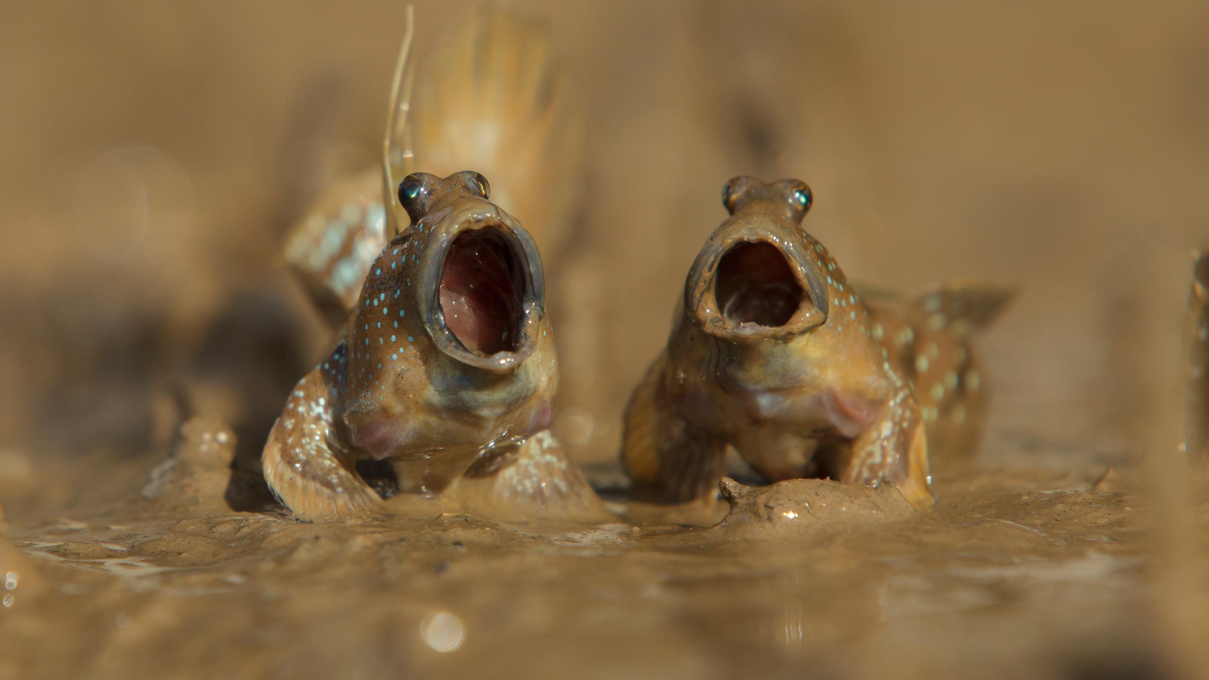 Schlammspringer in Thailand