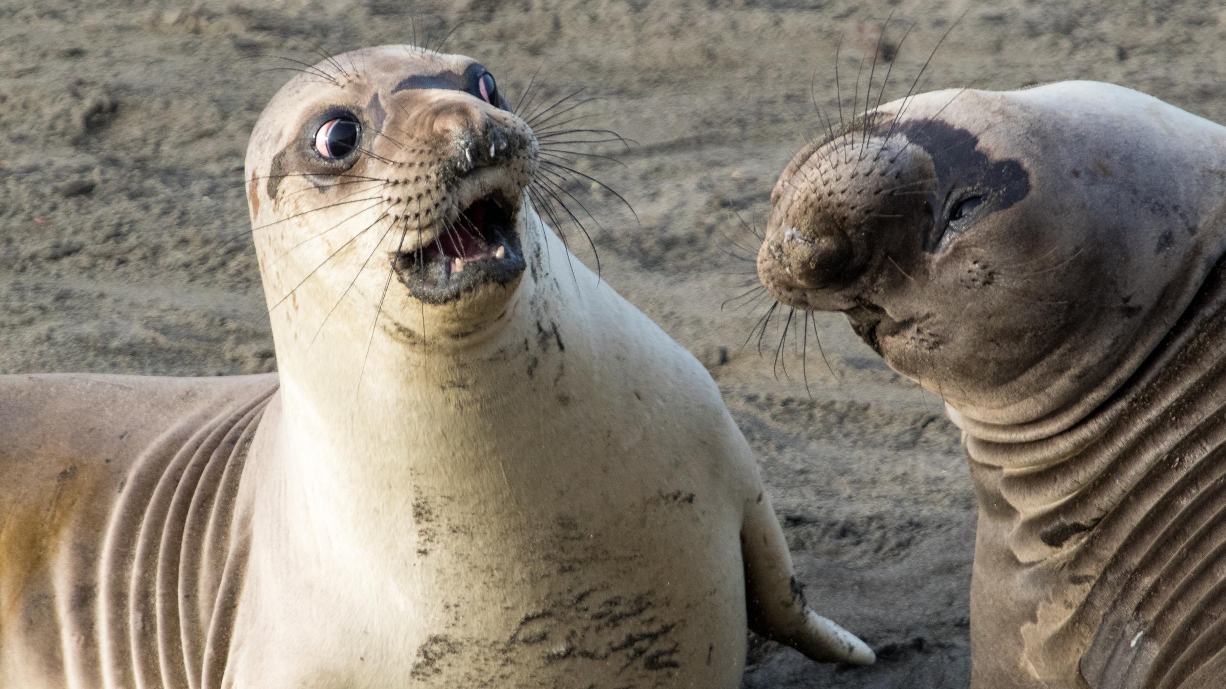 Junge See-Elefanten in Kalifornien