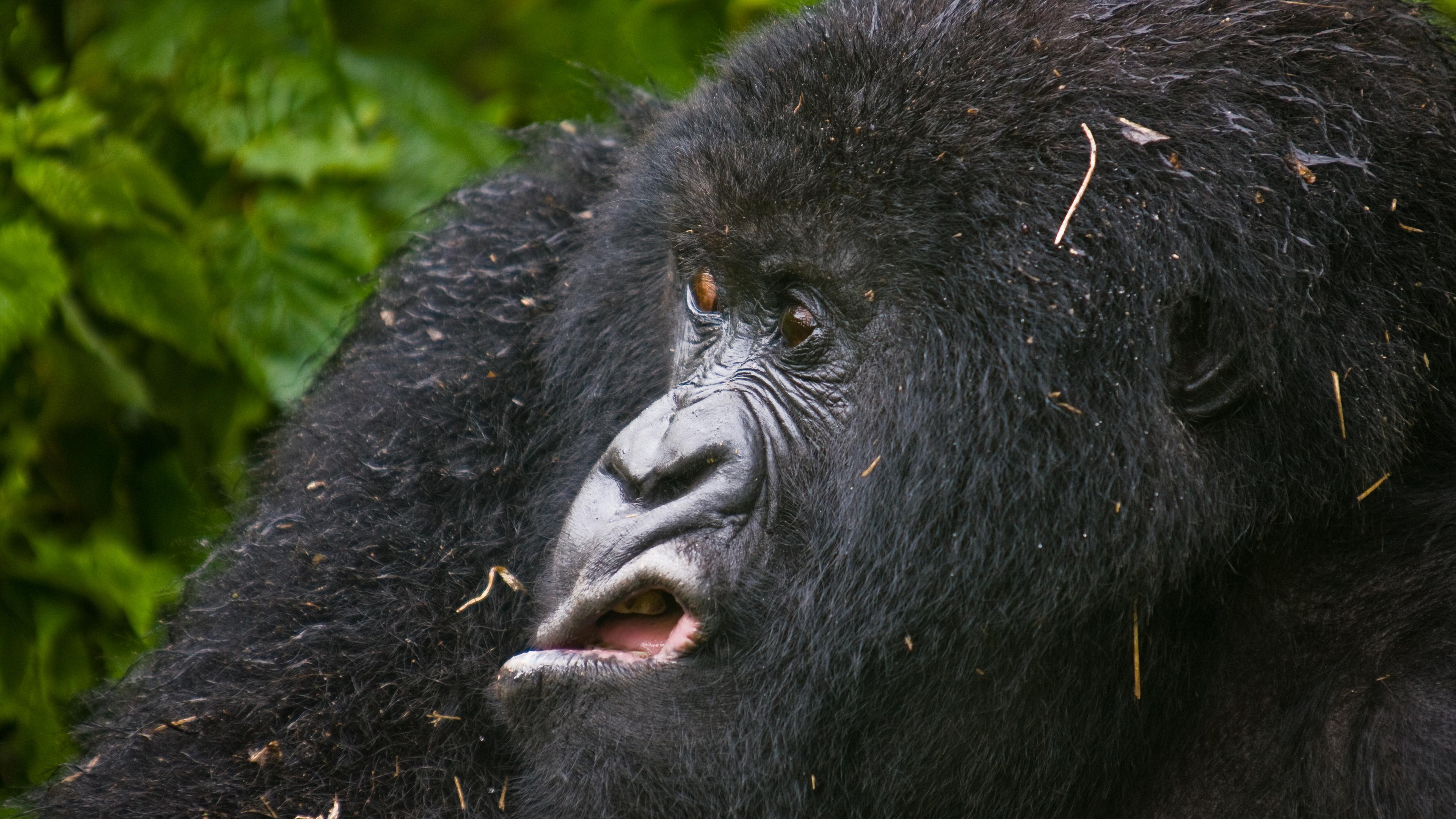Berggorilla in Ruanda