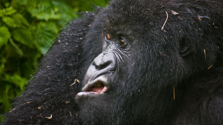 Berggorilla in Ruanda