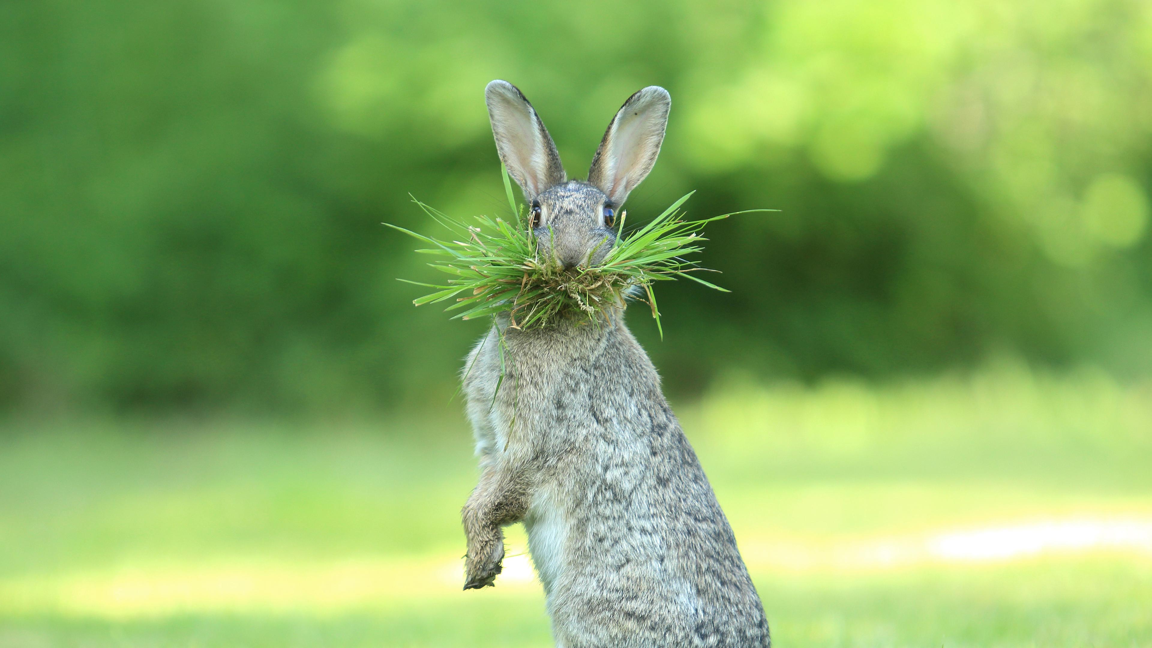 Hase in Belgien