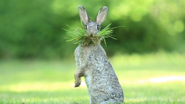 Hase in Belgien