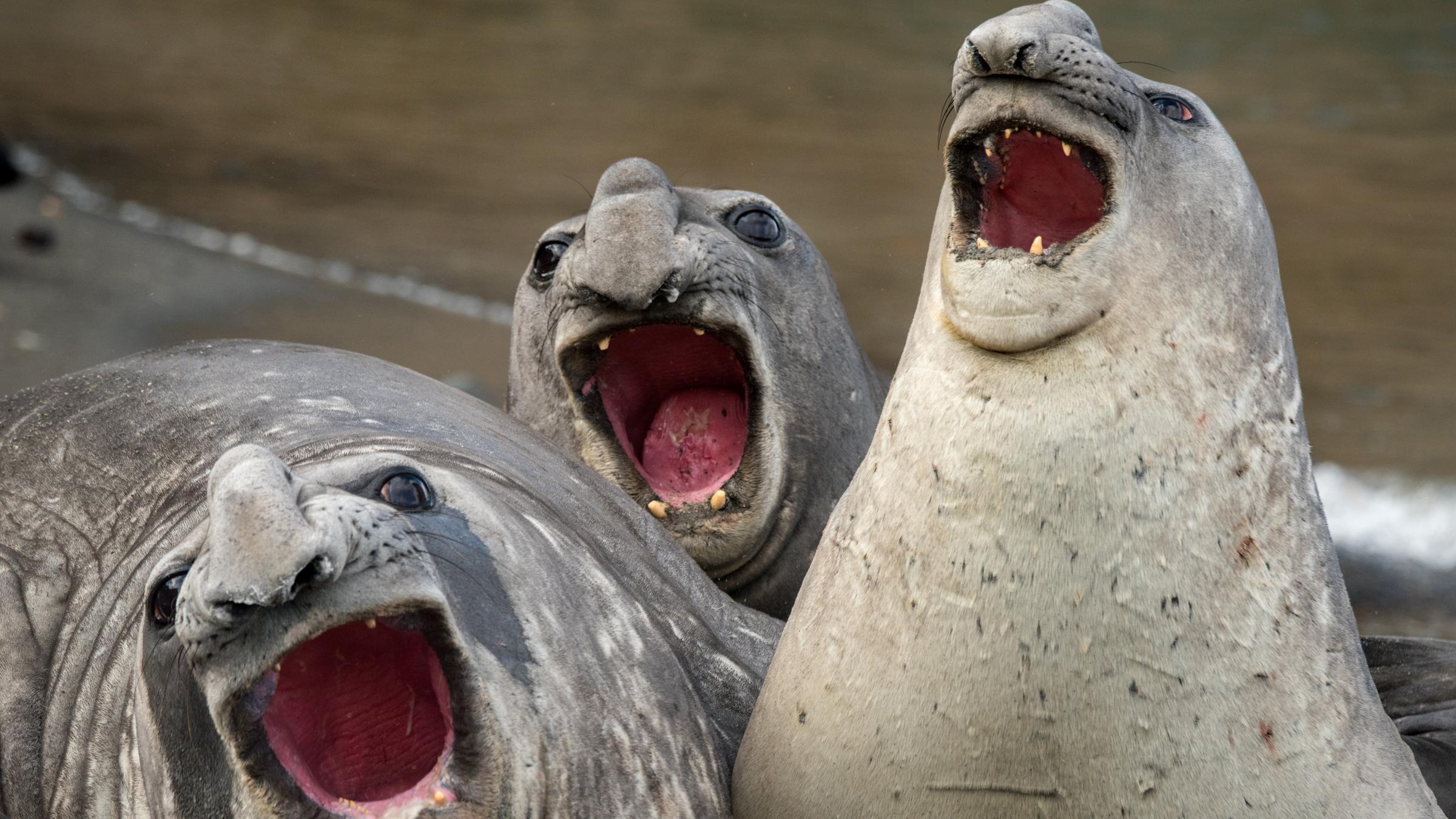 Drei See-Elefanten in