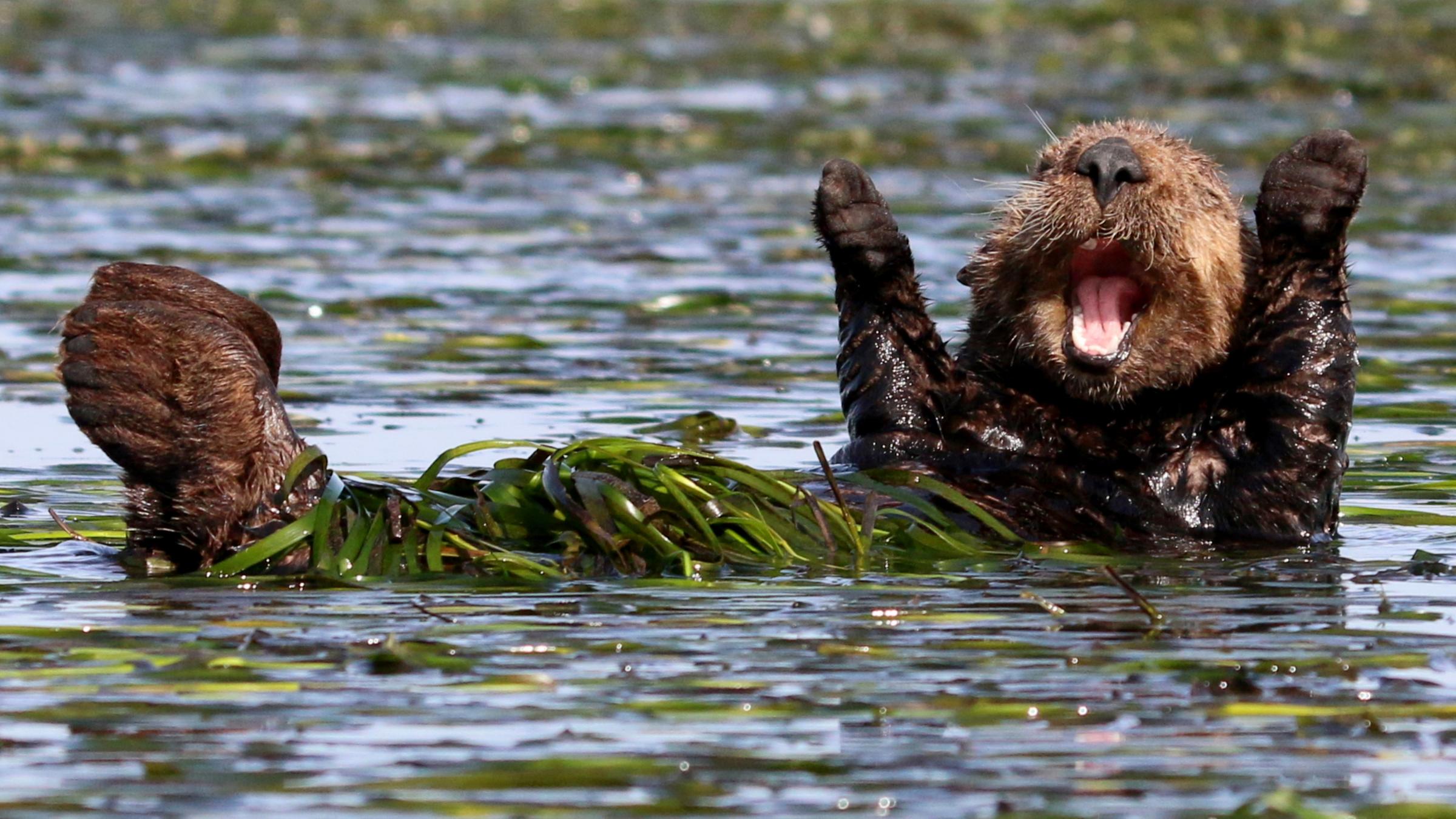 Seeotter in Kalifornien