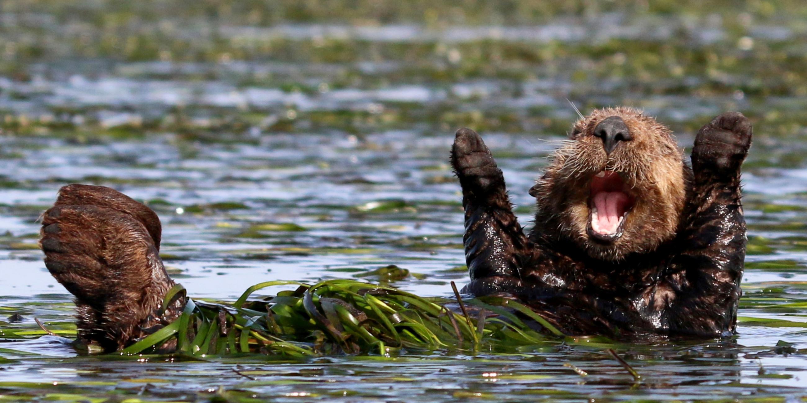 Seeotter in Kalifornien