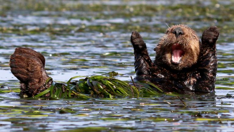 Seeotter in Kalifornien