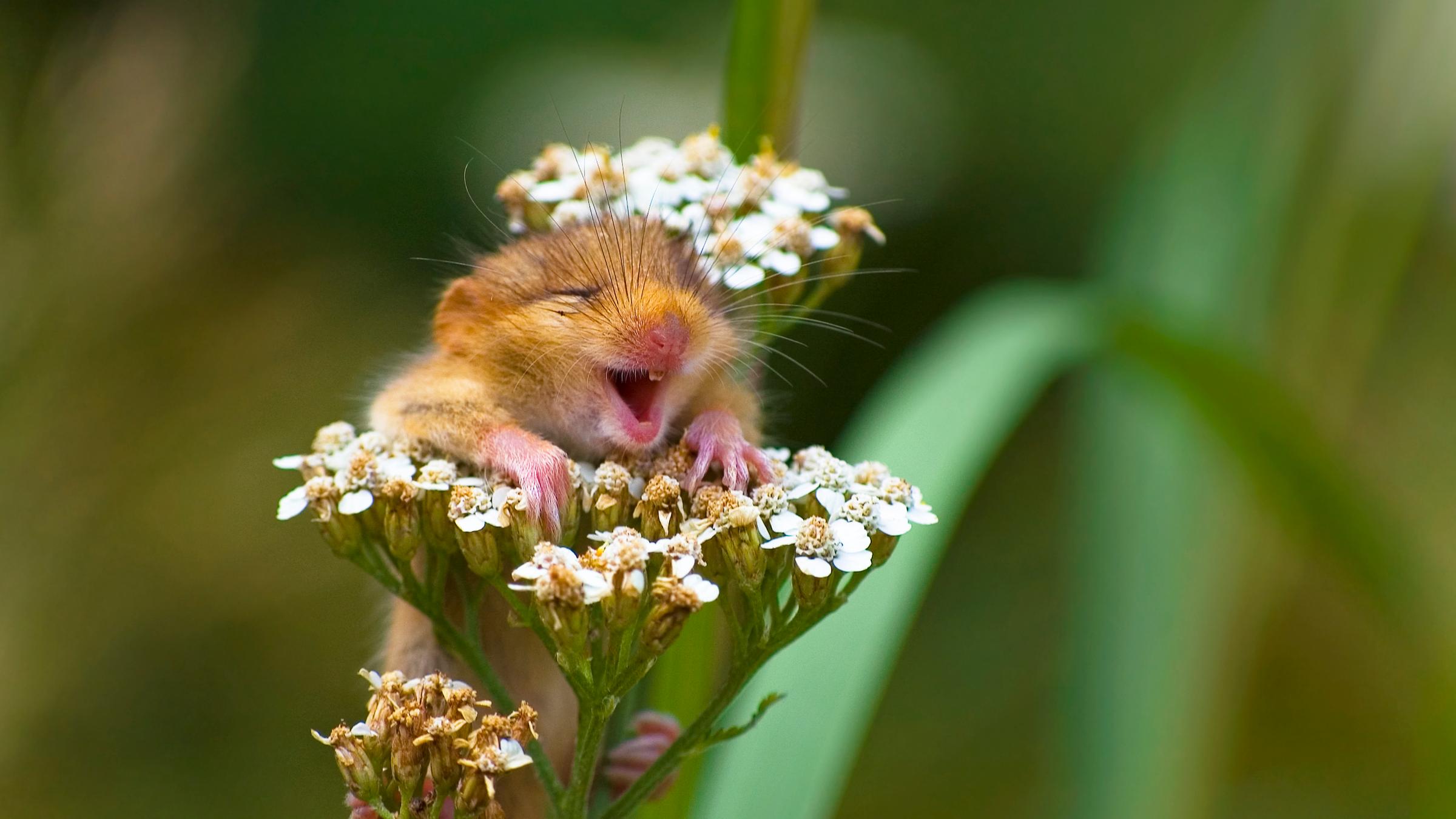 Siebenschläfer in Italien