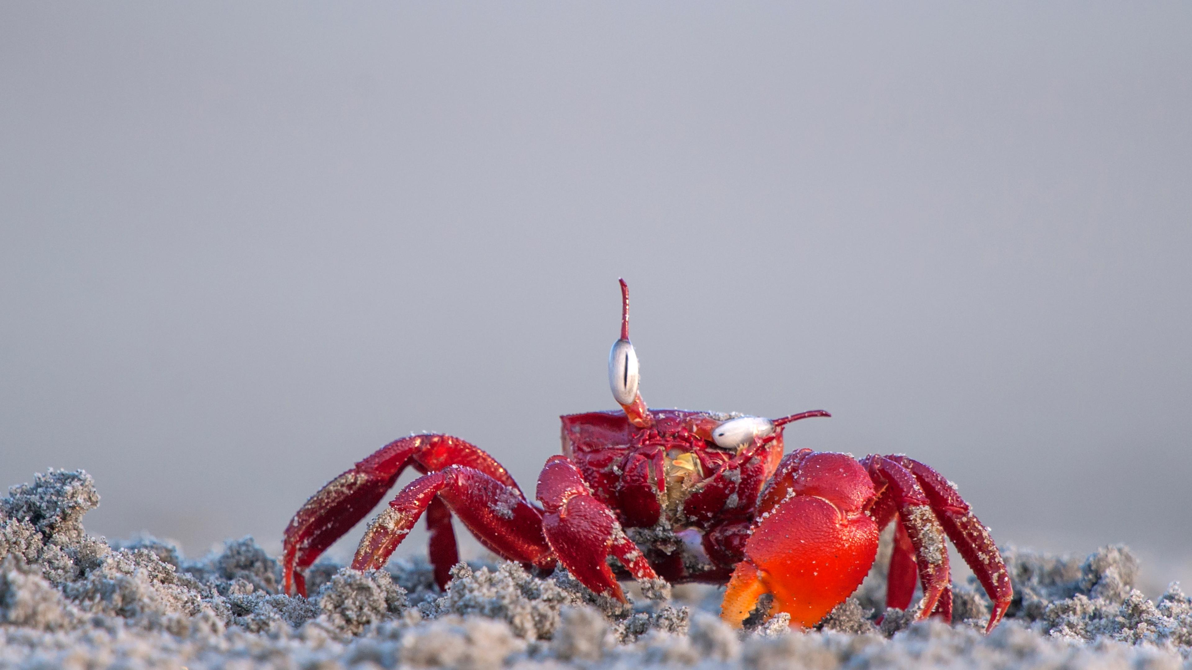 Rote Geisterkrabbe in Indien