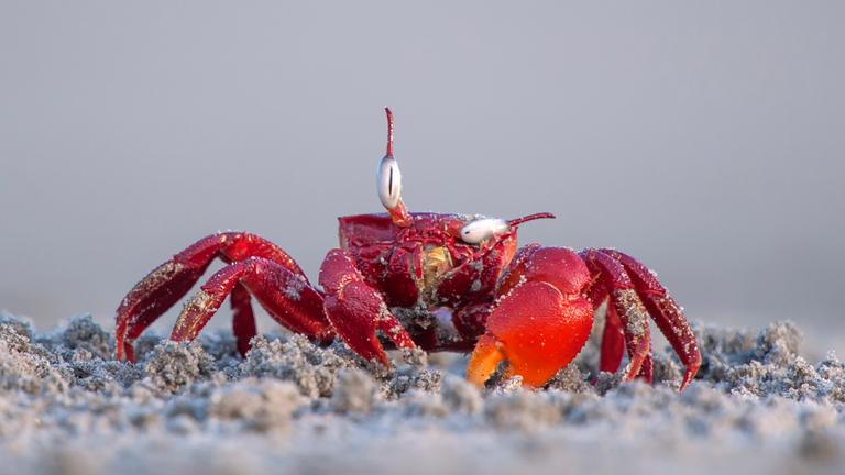 Rote Geisterkrabbe in Indien