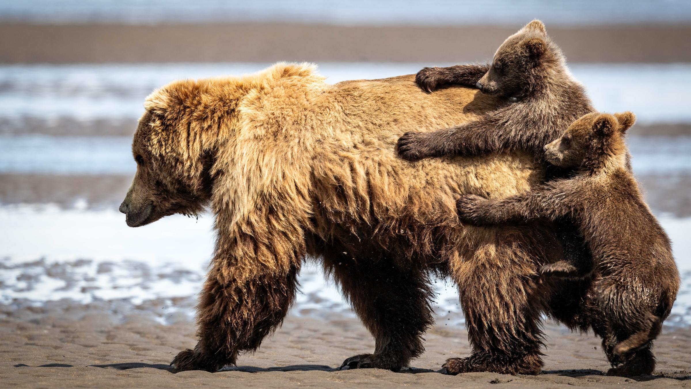 Zwei Baby-Bären halten sich an der Mutter fest 