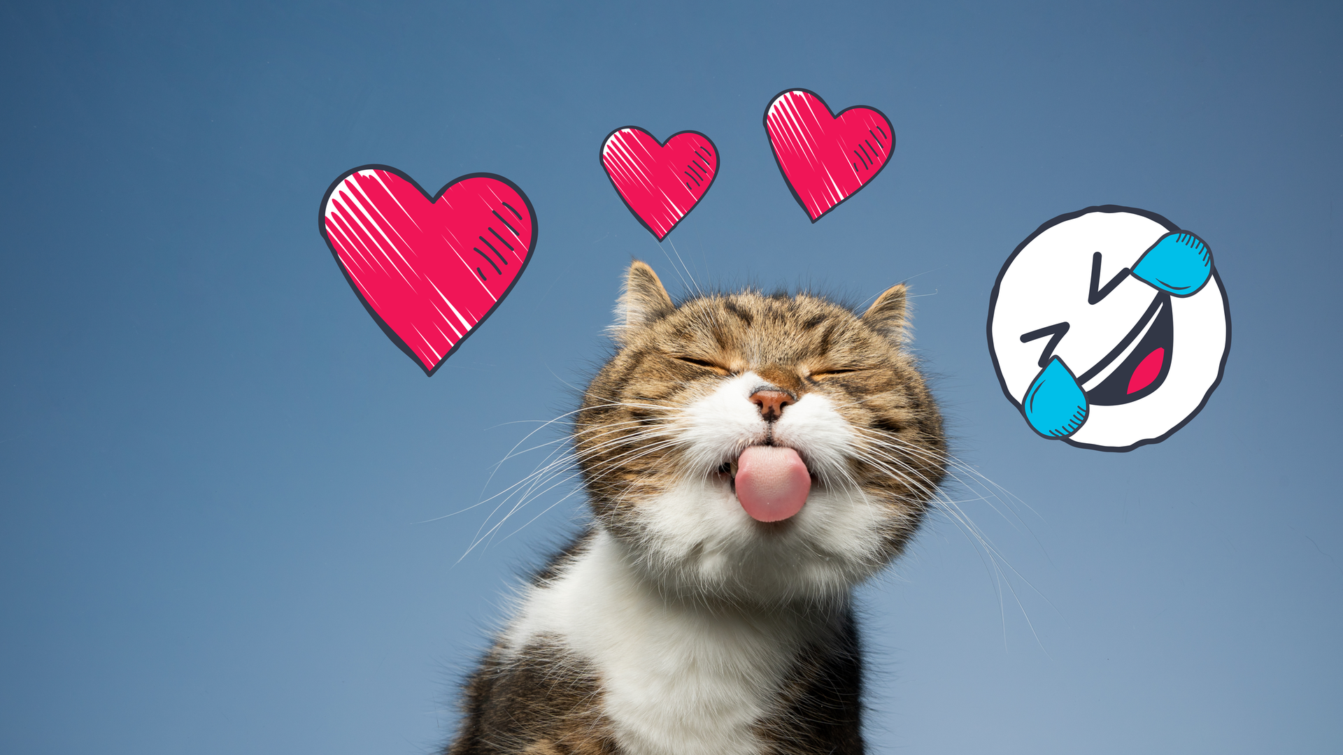 Katze leckt an Scheibe 