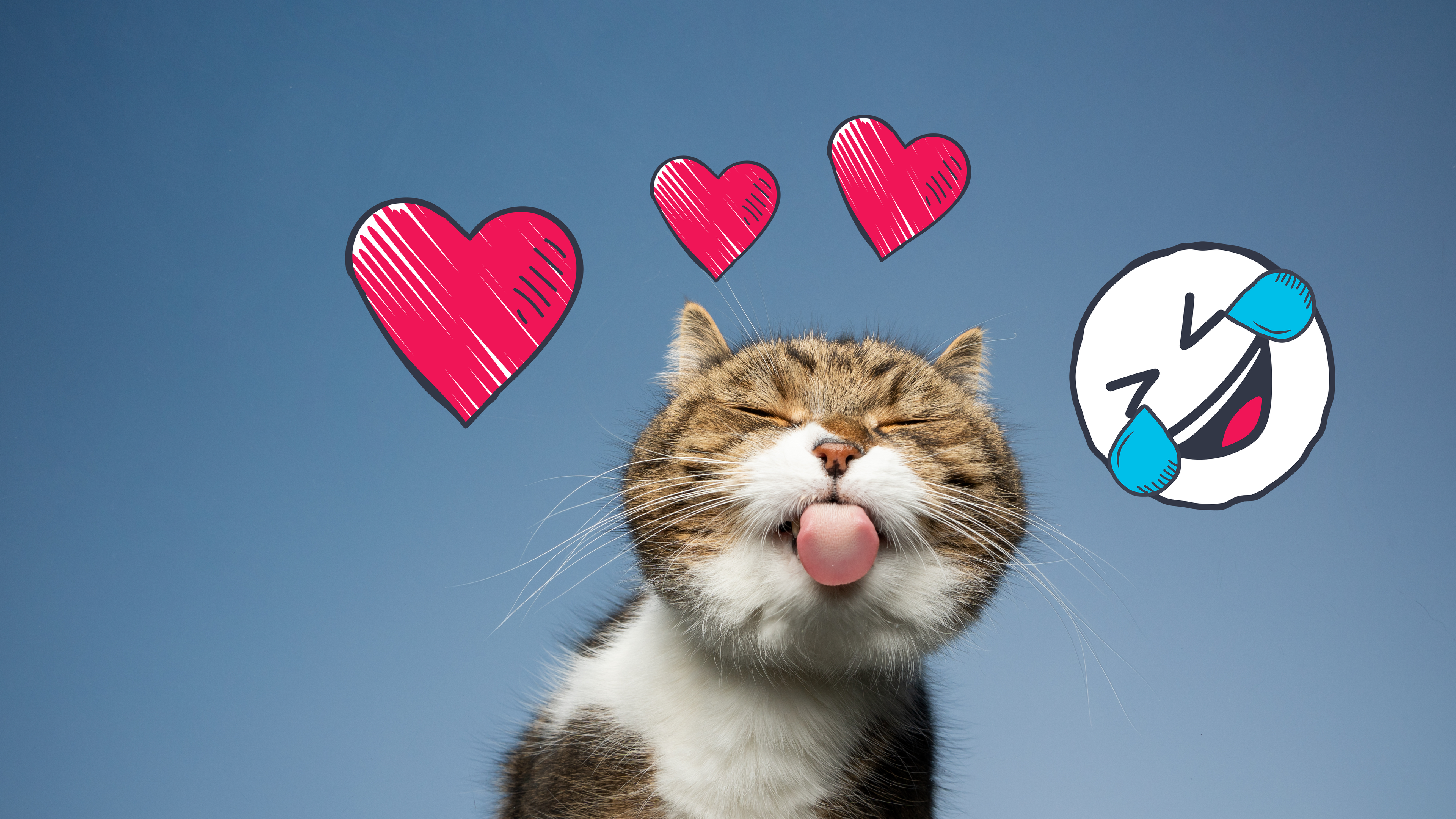 Katze leckt an Scheibe 