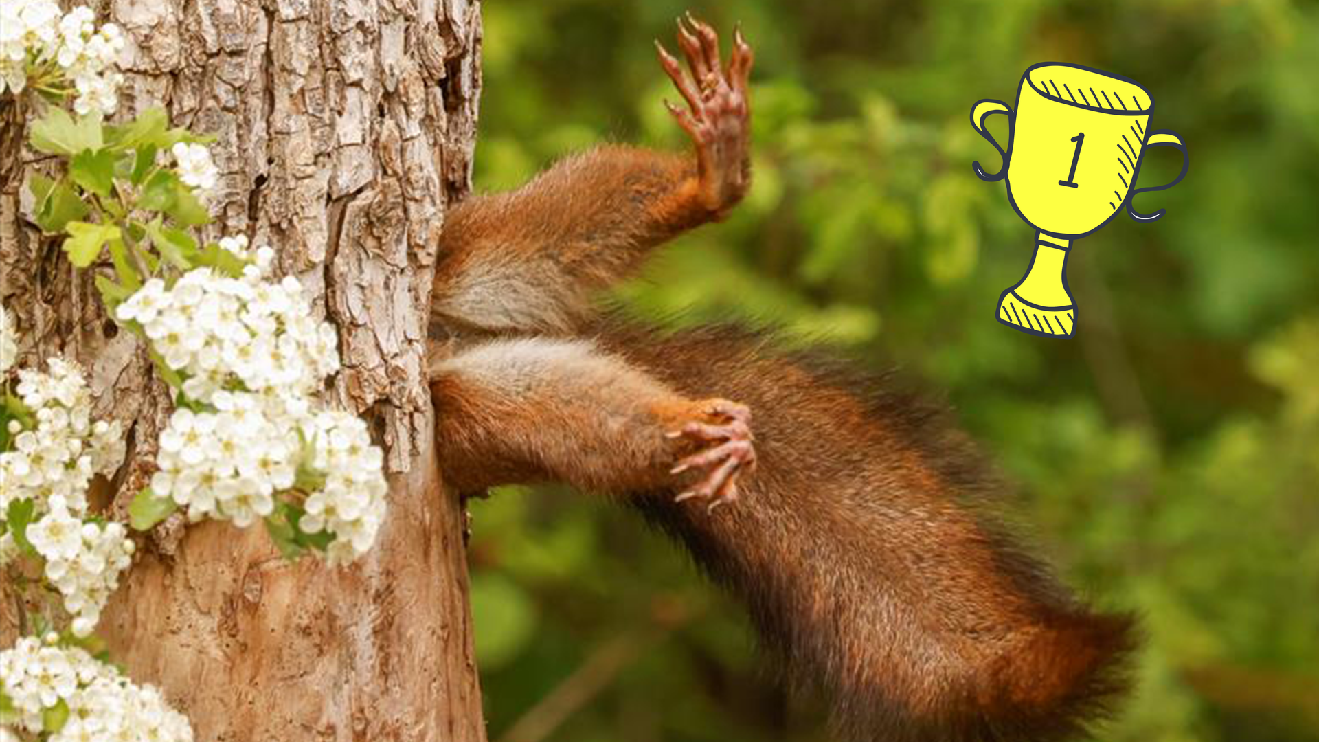 Eichhörnchen steckt in Baum fest 