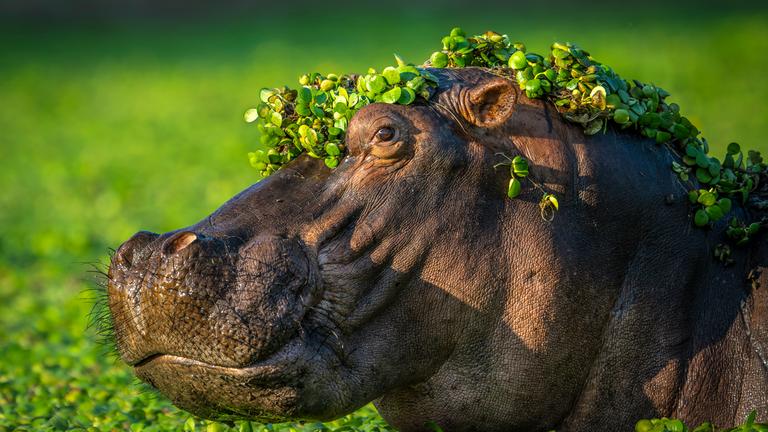 Comedy Wildlife Nilpferd 