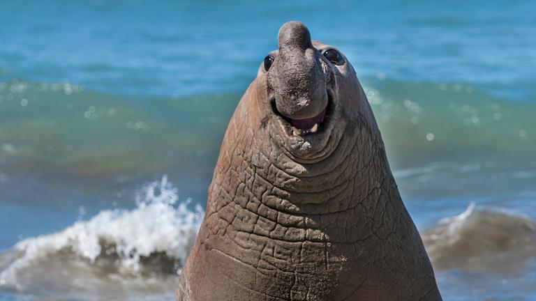 Seeeelefant schaut in die Kamera 