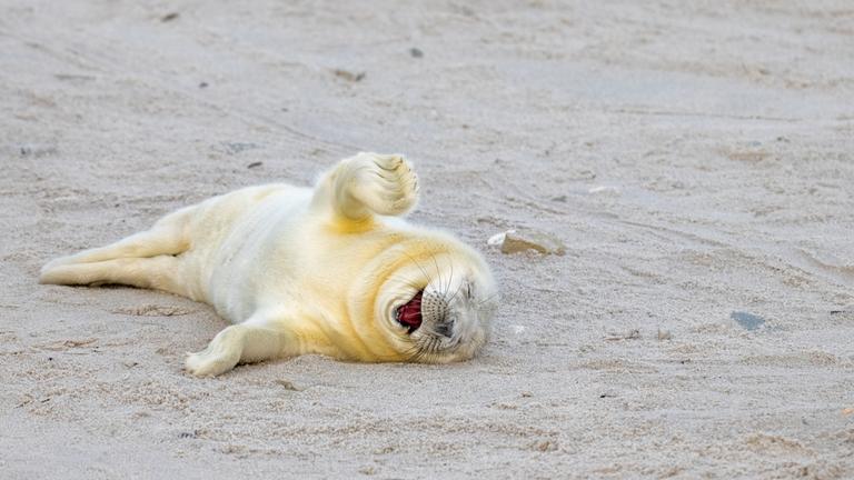 Comedy Wildlife Seerobbe 