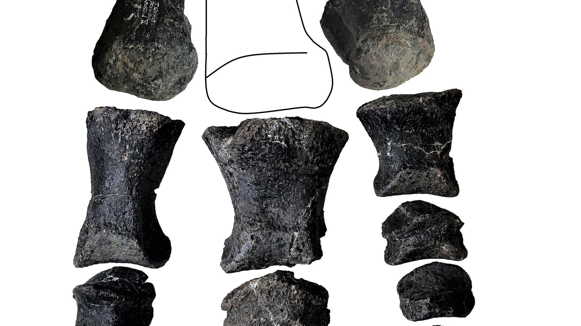 künstlerische Darstellung eines Dinos Comptonatus chasei