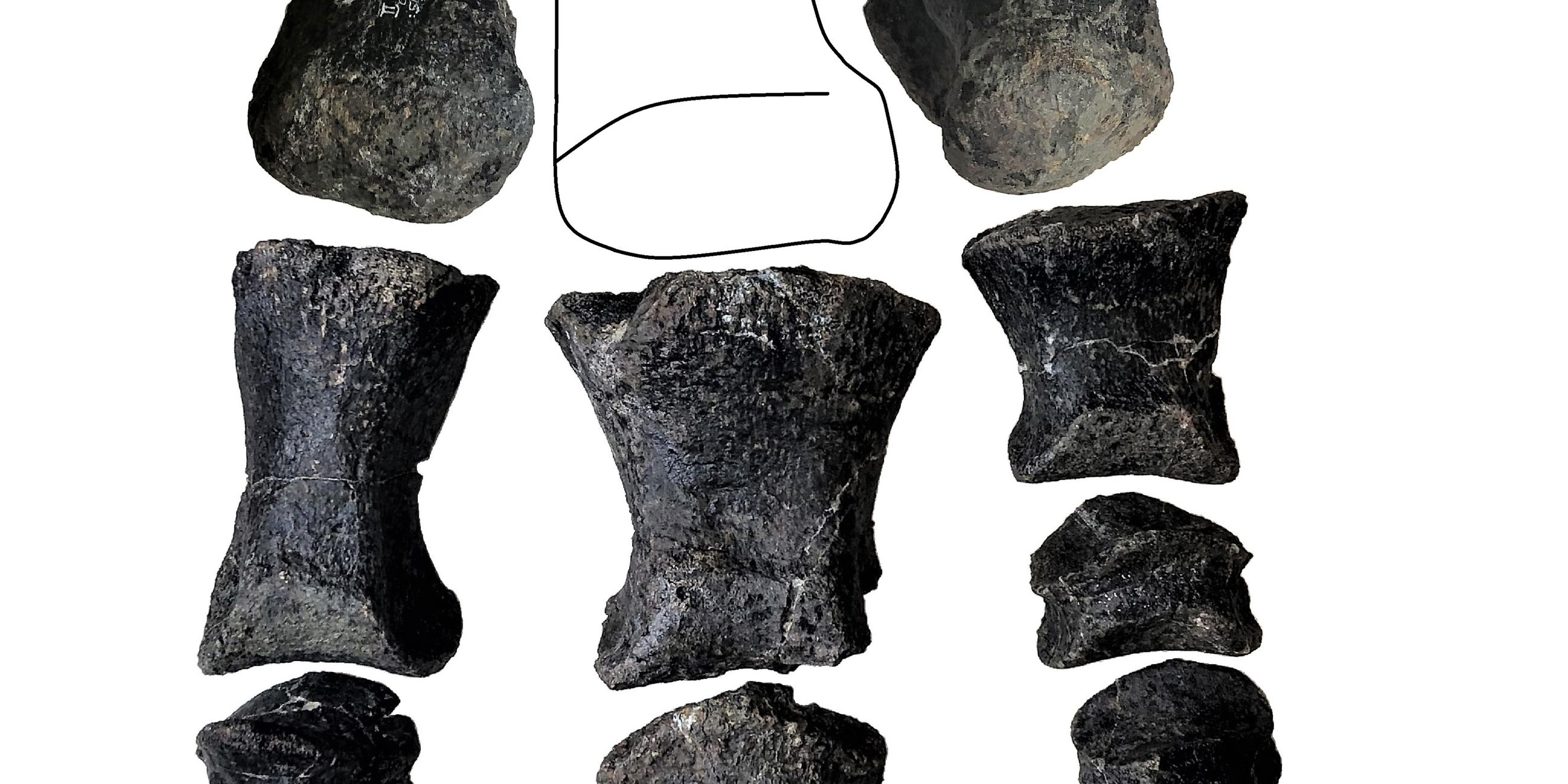 künstlerische Darstellung eines Dinos Comptonatus chasei