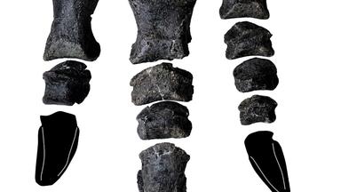 künstlerische Darstellung eines Dinos Comptonatus chasei