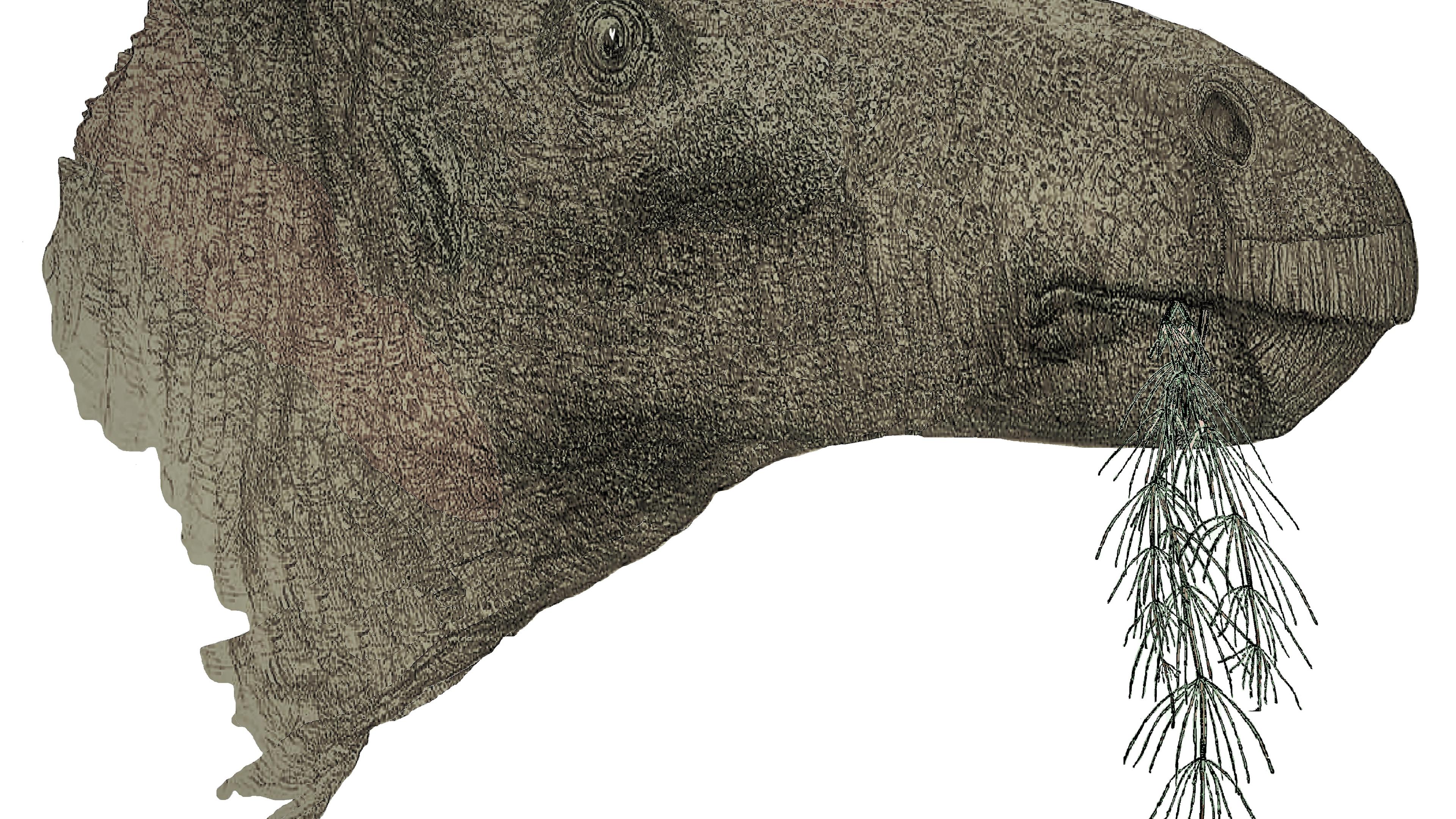 künstlerische Darstellung eines Dinos Comptonatus chasei