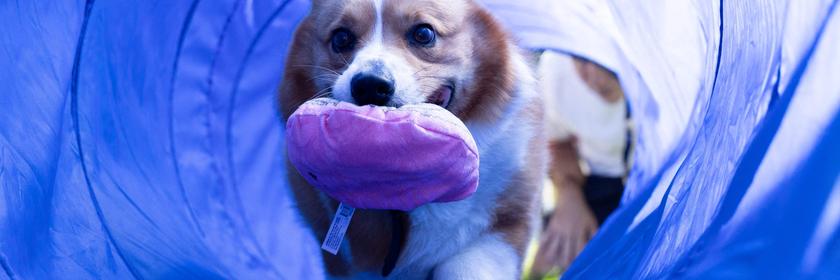 Dieser süße Hund flitzt durch einen Hindernis-Tunnel bei einem Wettbewerb für die Hunderasse Corgi.