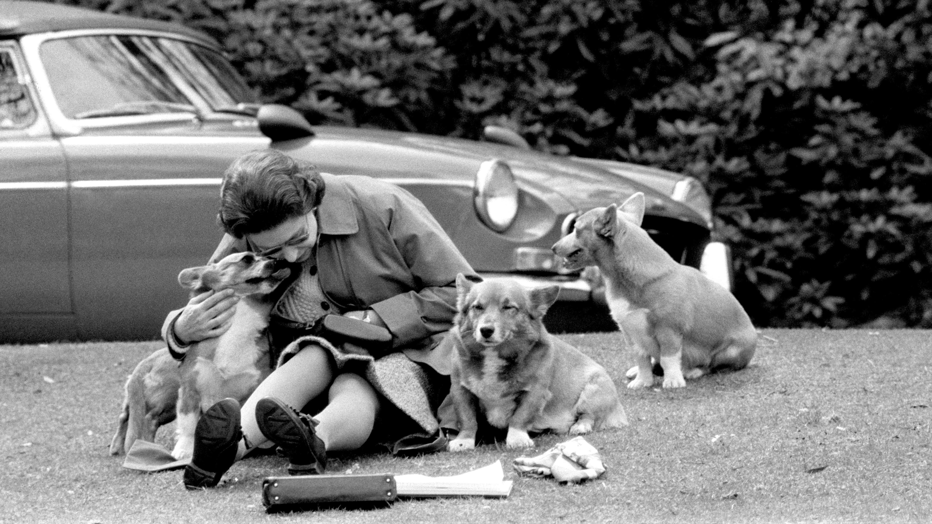 Die Queen spielt und schmust mit ihren Hunden. 