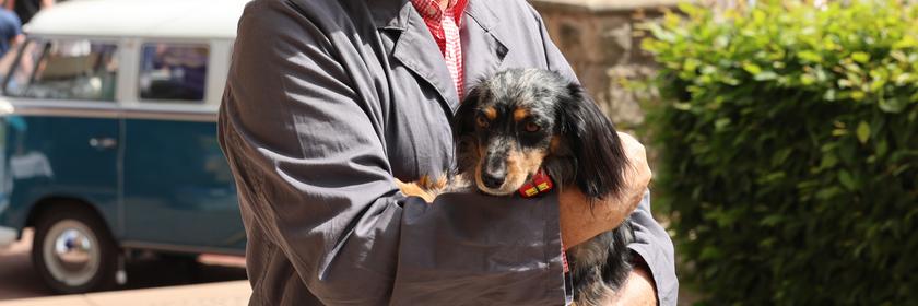 Beim Dackelrennen in Magdeburg treten insgesamt 258 Hunde gegeneinander an. Auch dieser Dackel ist mit dabei.