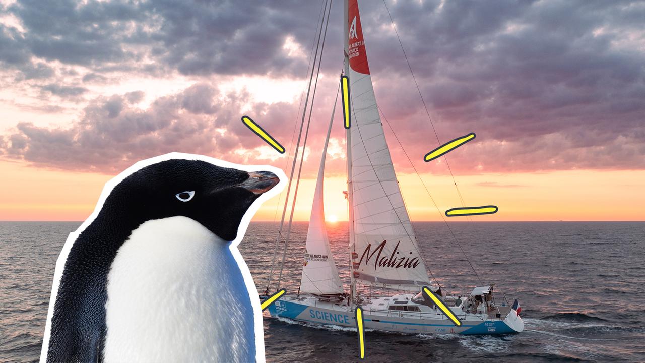 Segelboot unterwegs zu den Danger-Islands, Adeliepinguin guckt