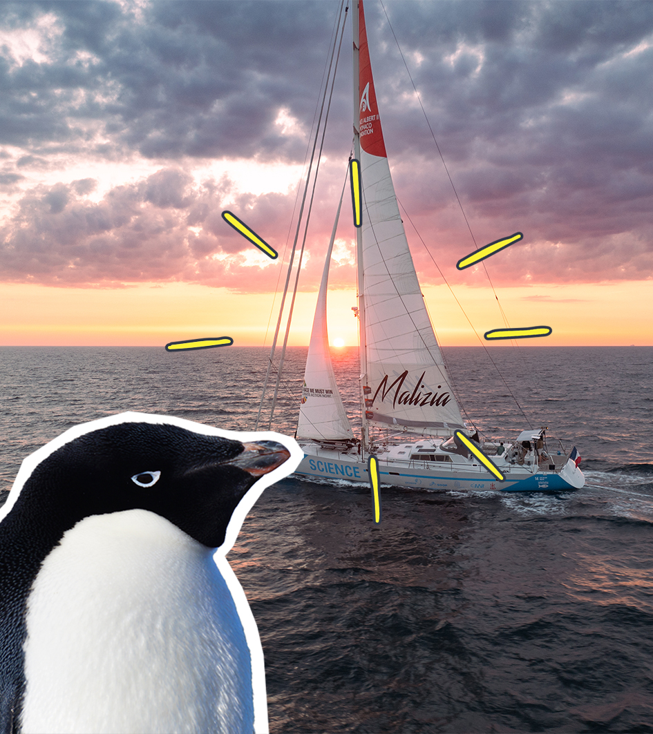 Segelboot unterwegs zu den Danger-Islands, Adeliepinguin guckt