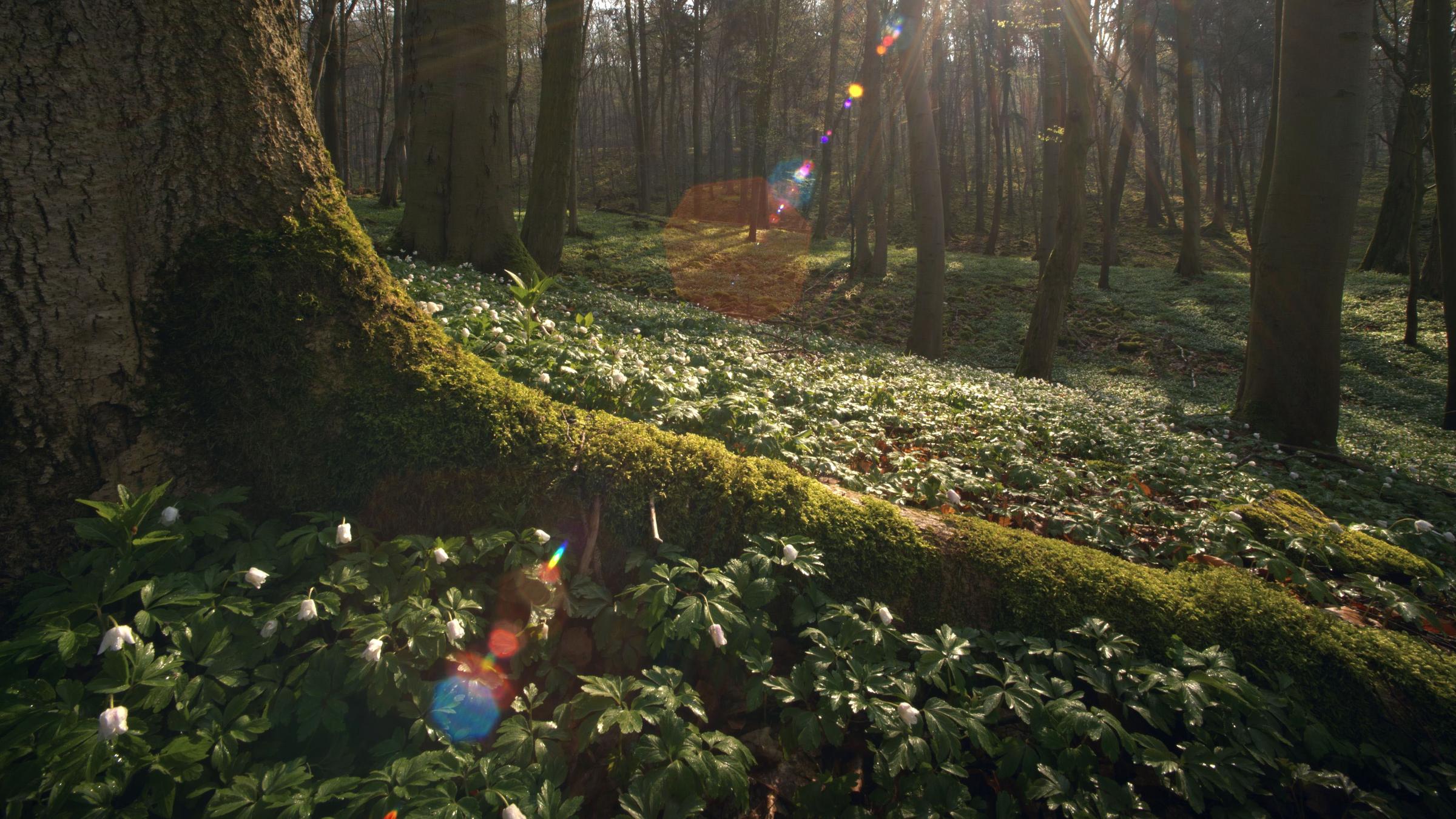 Moosbewachsener, großer Wurzelstrang eines Baumes, der im Wald inmitten grüner Bodendeckerpflanzen steht.