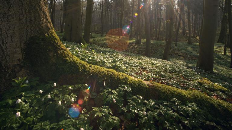 Moosbewachsener, großer Wurzelstrang eines Baumes, der im Wald inmitten grüner Bodendeckerpflanzen steht.
