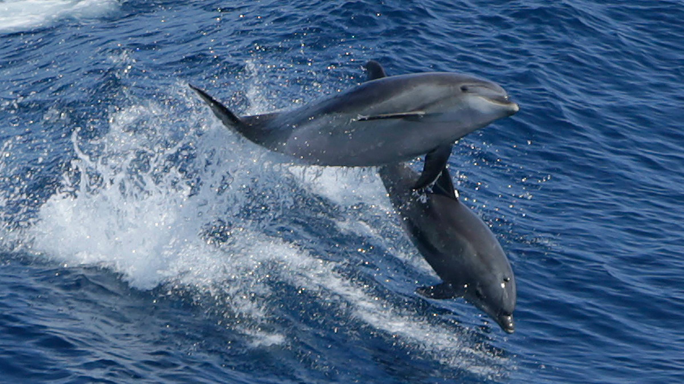 Zwei Delfine springen über Wellen im Atlantik am 18.07.2013
