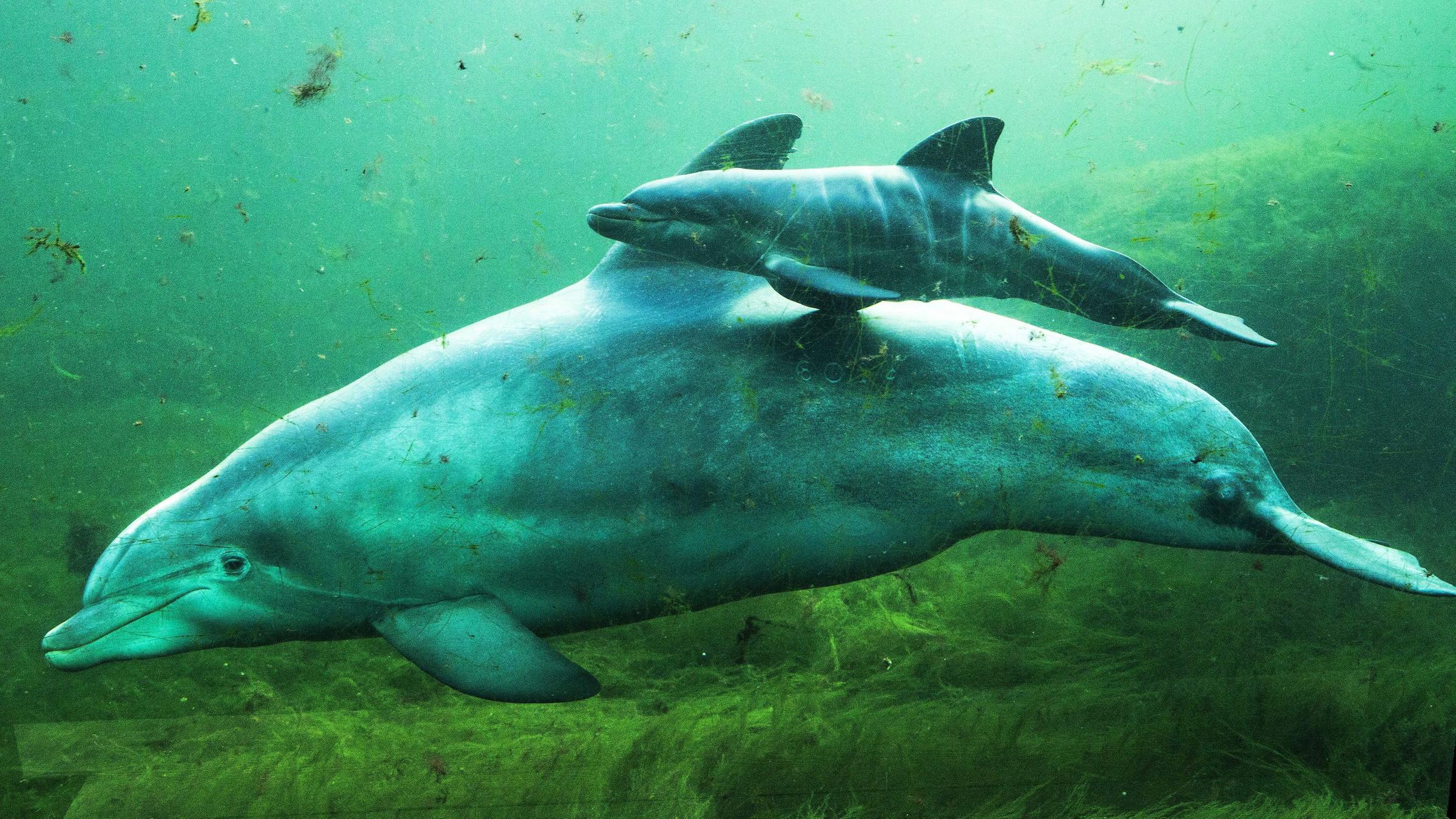 delfin-mutter schwimmt mit ihrem jungen im "dolfinarium harderwjik"